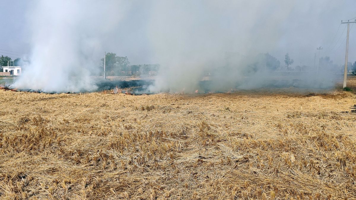 patiala-news-no-arms-licence-for-farmers-engaged-in-stubble-burning
